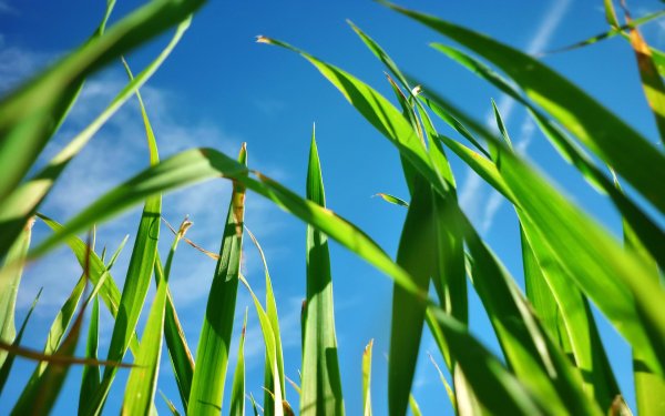 Трава и небо