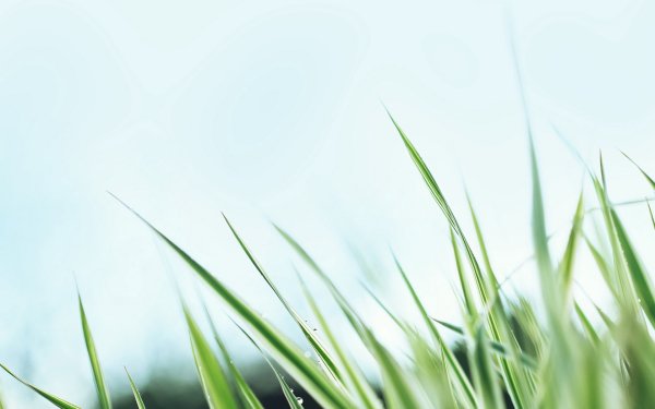 Трава и солнце