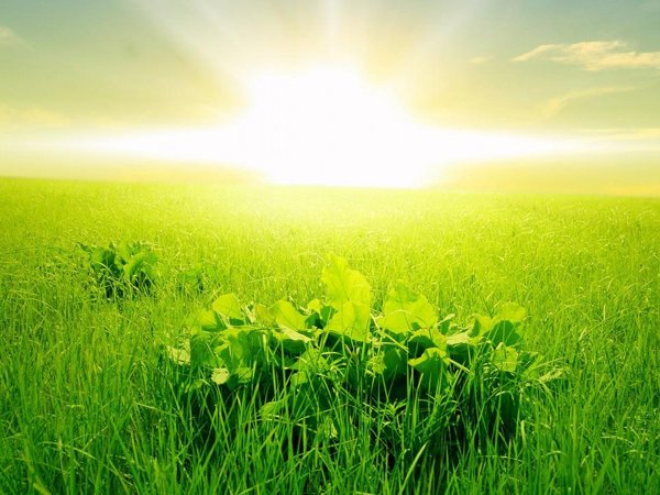 Ветка на фоне неба