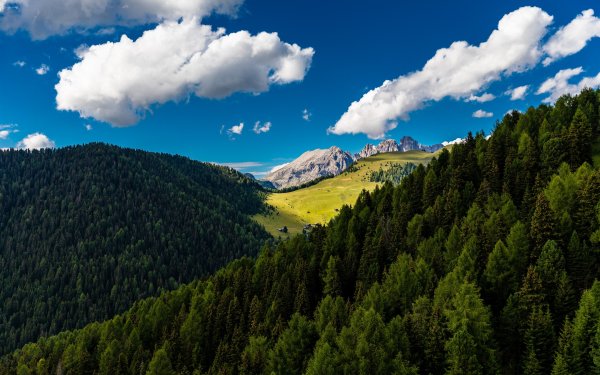 Летний лес горы