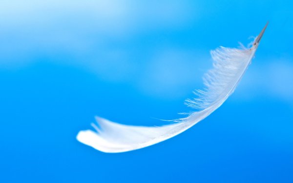 Перышко на ветру