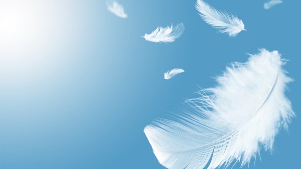 Перья летят