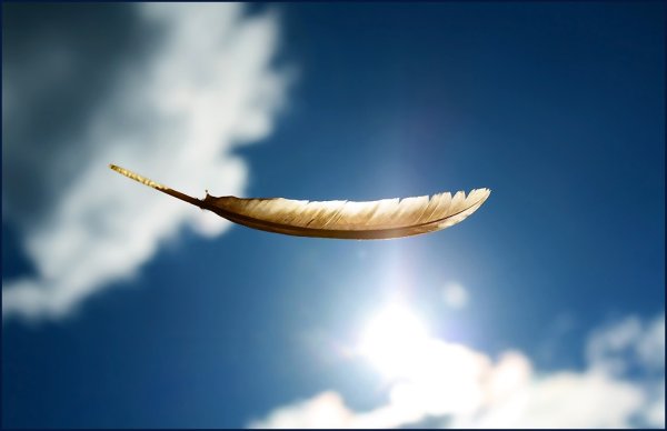 Перья в полете