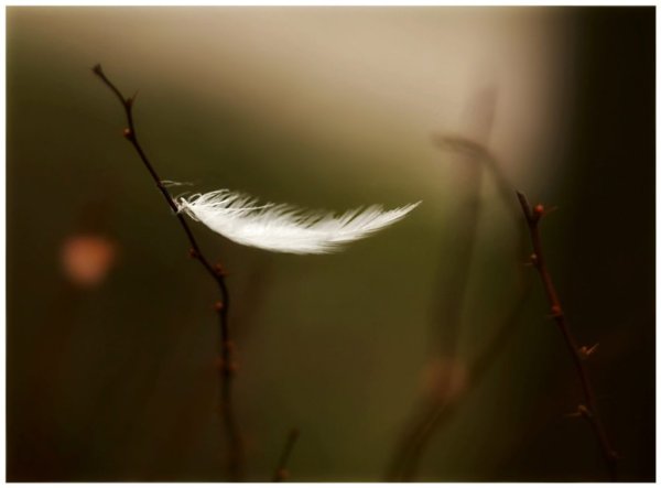 Перышко в воздухе