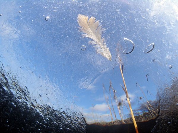 Летающее перо волшебное