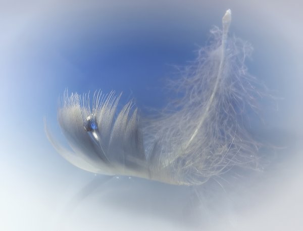 Нежность перышко