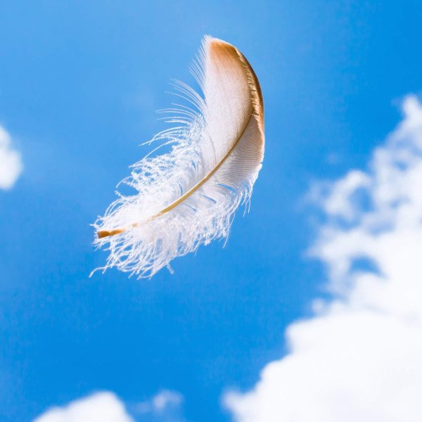 Перо парит в воздухе