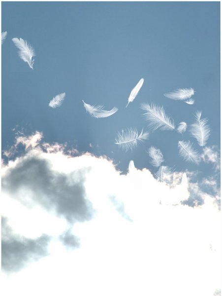 Перья летящие в небе