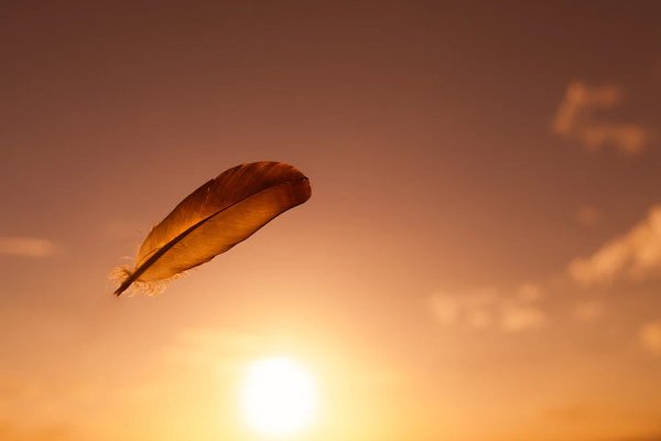 Перо в воздухе на дереве