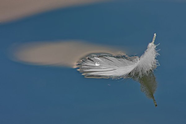 Летающие перья