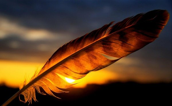 Красивое перо
