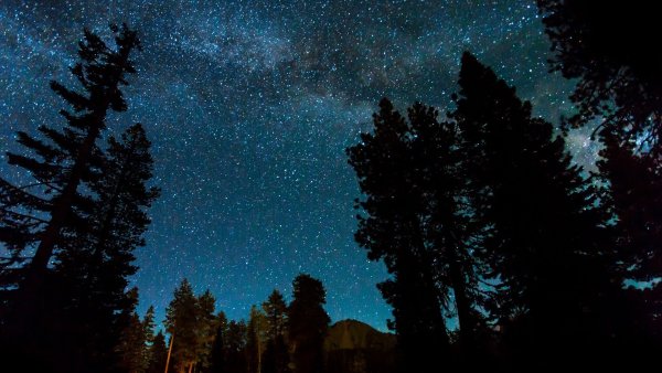 Темный лес с небом