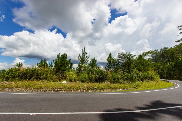 Асфальтированная дорога лес сбоку