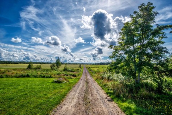 Деревья дорога поле небо