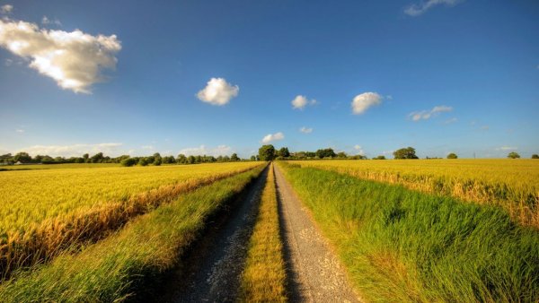 Пейзаж поле