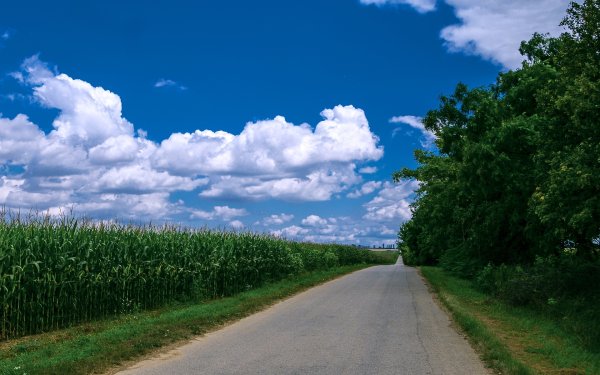 Природа вдоль дороги