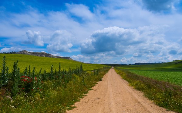 Летний пейзаж с дорогой