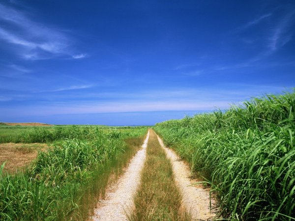 Красивая природа поле