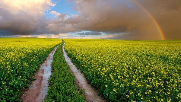 Дорога в поле