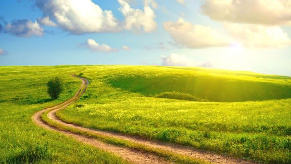 Красивое поле