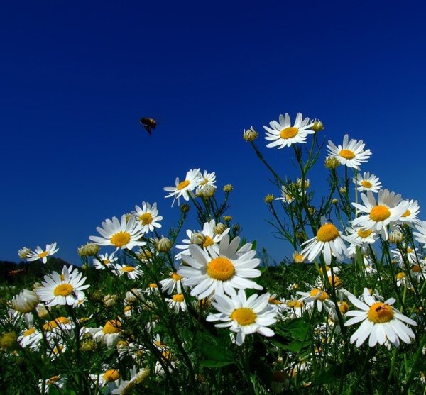 Ромашки на голубом небе