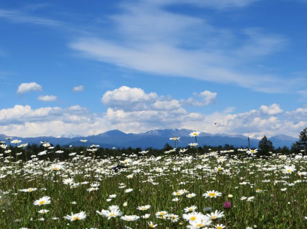 Поле ромашек
