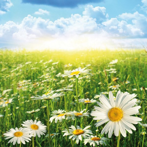 Ромашковое поле солнце