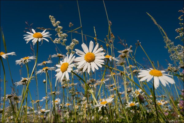 Поле ромашек