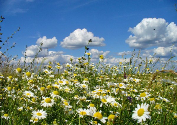 Ромашковый луг