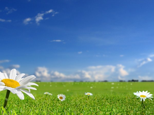 Поле ромашек