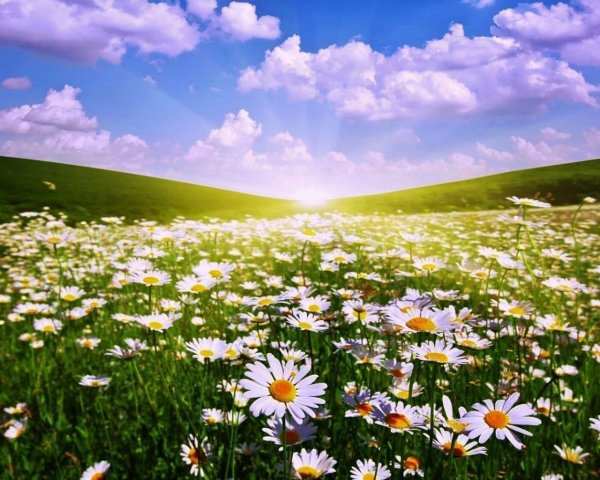 Ромашки и голубое небо