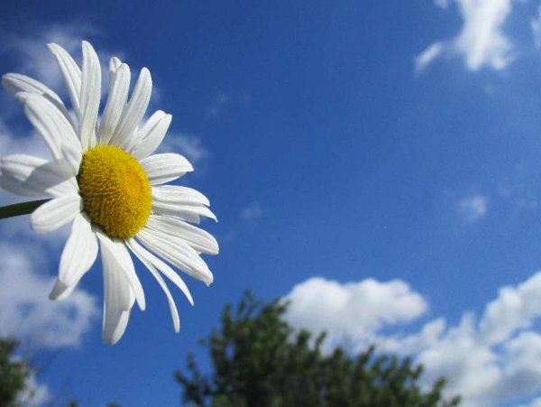 С днем медика ромашки