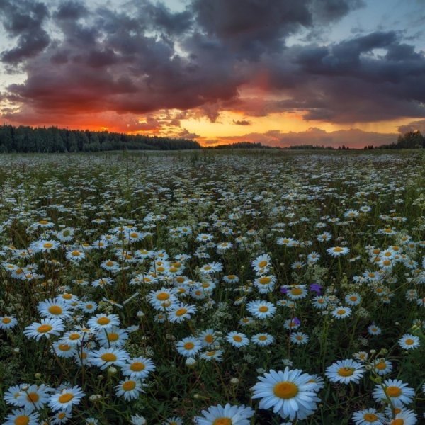 Лето солнце