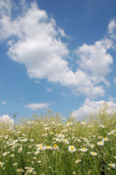 Поле ромашек