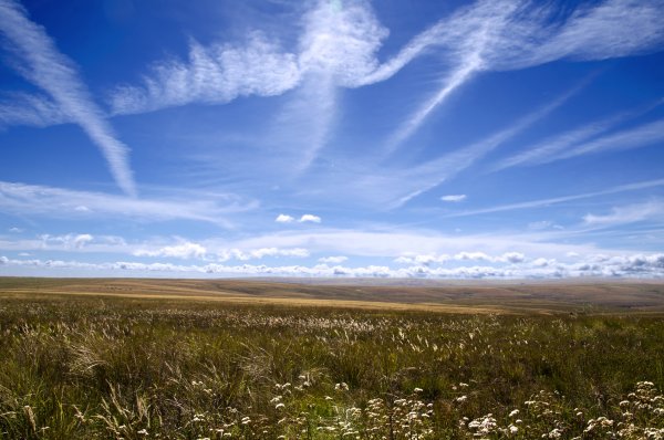 Кулундинская степь