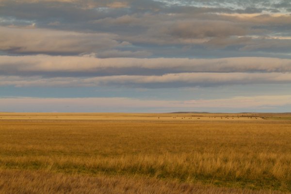 Природа России поля степи