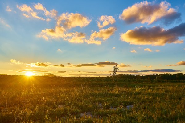 Лето в степи