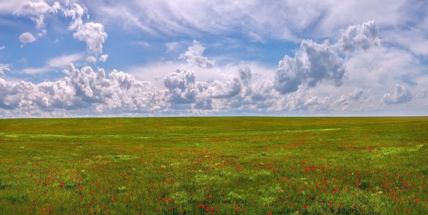 Аккерманские степи Мицкевич