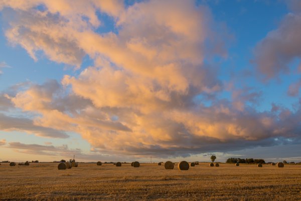 Пшеничное поле с птицами