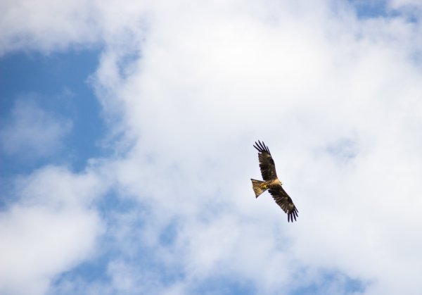 Орёл парит снизу