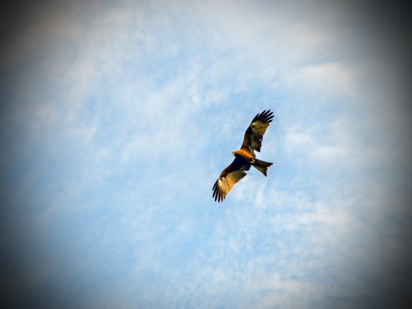 Орел парящий в небе