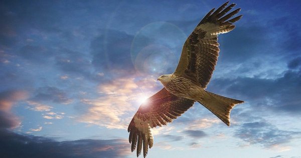 Орел в небе