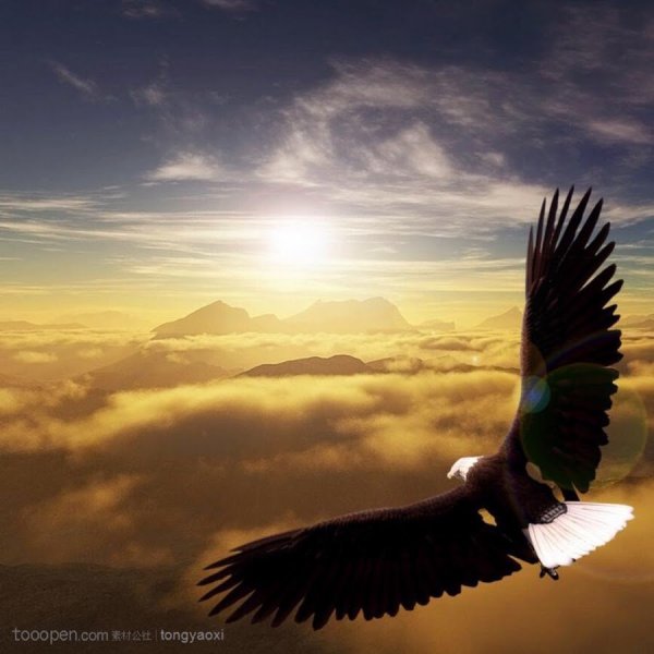 Коршун и ястреб в небе