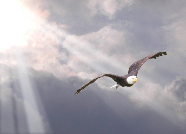 Орел парит над горами