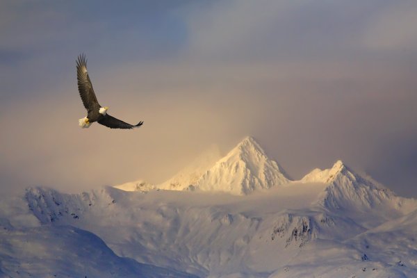 Парящий Орел в горах Кавказа