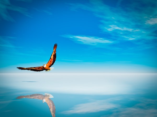 Ястреб в небе