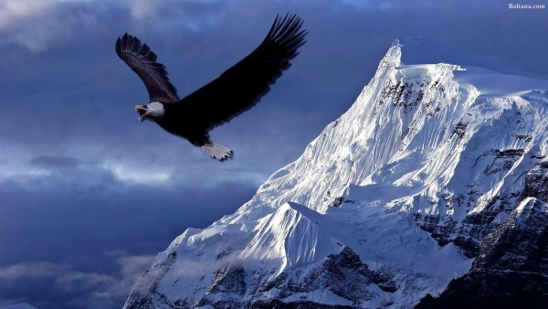 Орел в небе