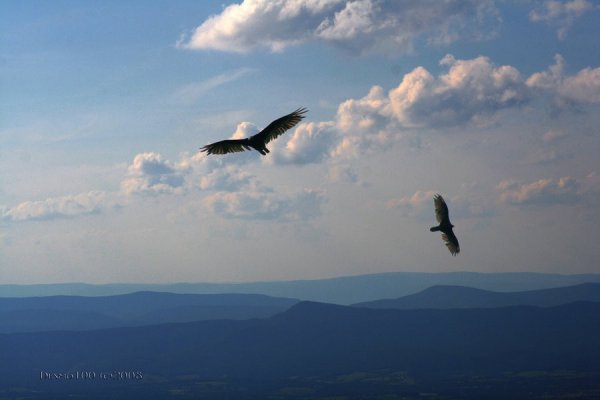 Паряши Ариол в воздухэ