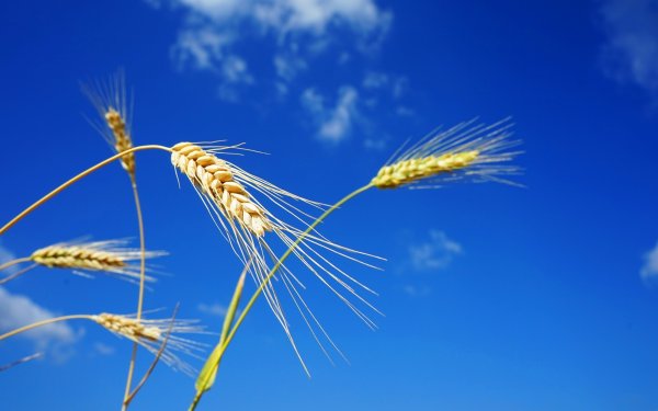 Колосья пшеницы