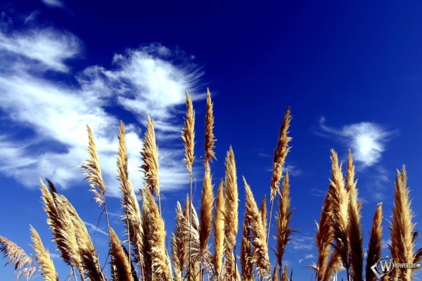 Колосья пшеницы